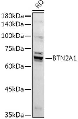 Western Blot: BTN2A1 AntibodyAzide and BSA Free [NBP2-92020]